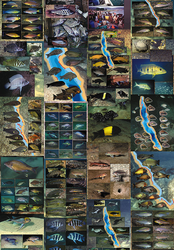 Collage of photo pages from Tanganyika cichlids in their natural habitat. Copyright  Ad Konings